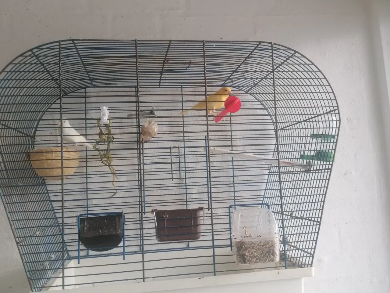 Billede 1 - Kanariefugle gule