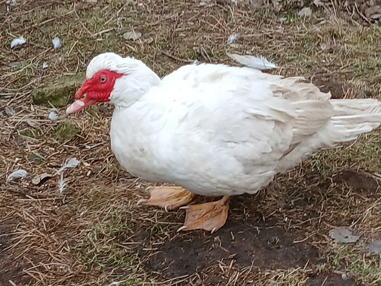 Billede 1 - Moskus andrik 