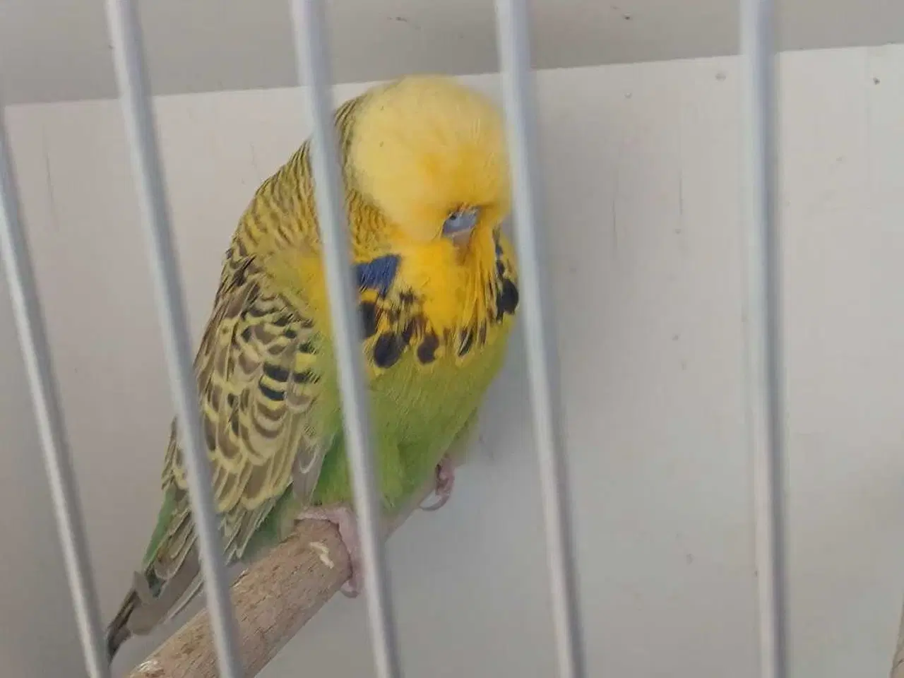 Billede 8 - Engelsk undulat han