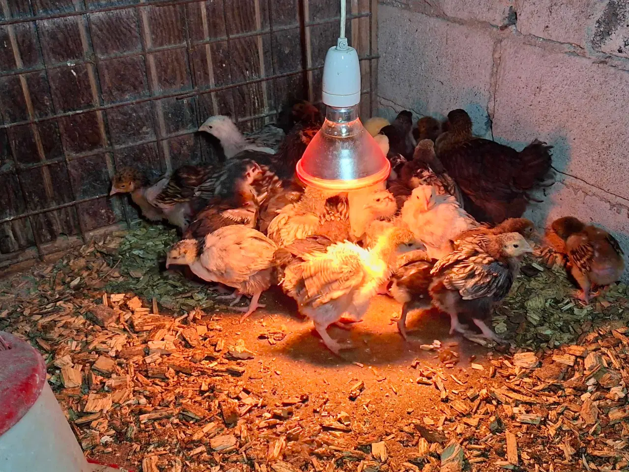 Billede 2 - Kyllinge