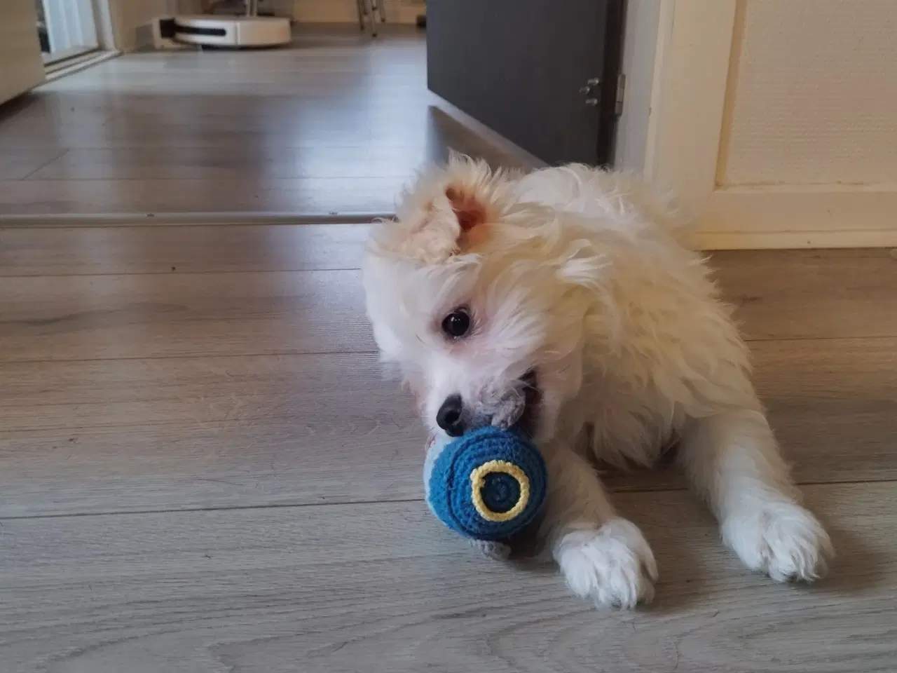 Billede 2 - Coton de Tulear/malteser 