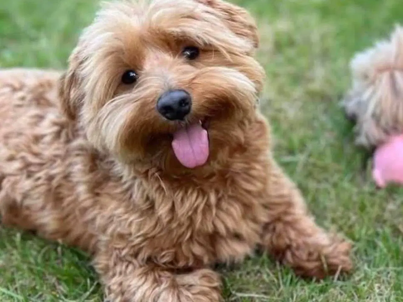 Billede 13 - Små chokoladefarvede uldtotter 🤎