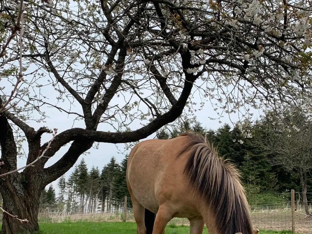 Billede 1 - Skøn pony søger nyt hjem