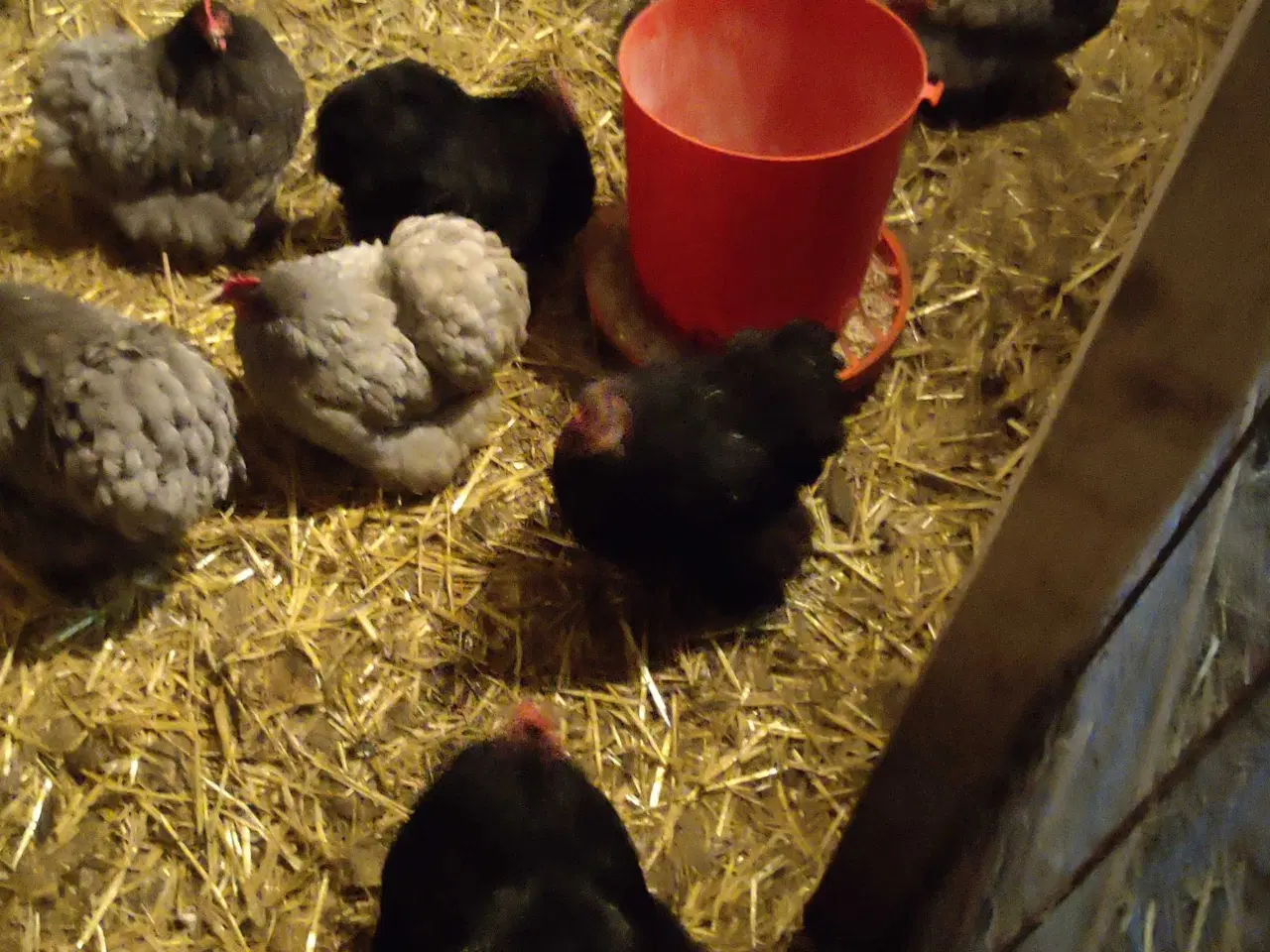 Billede 5 - Rugeæg af racerene høns 