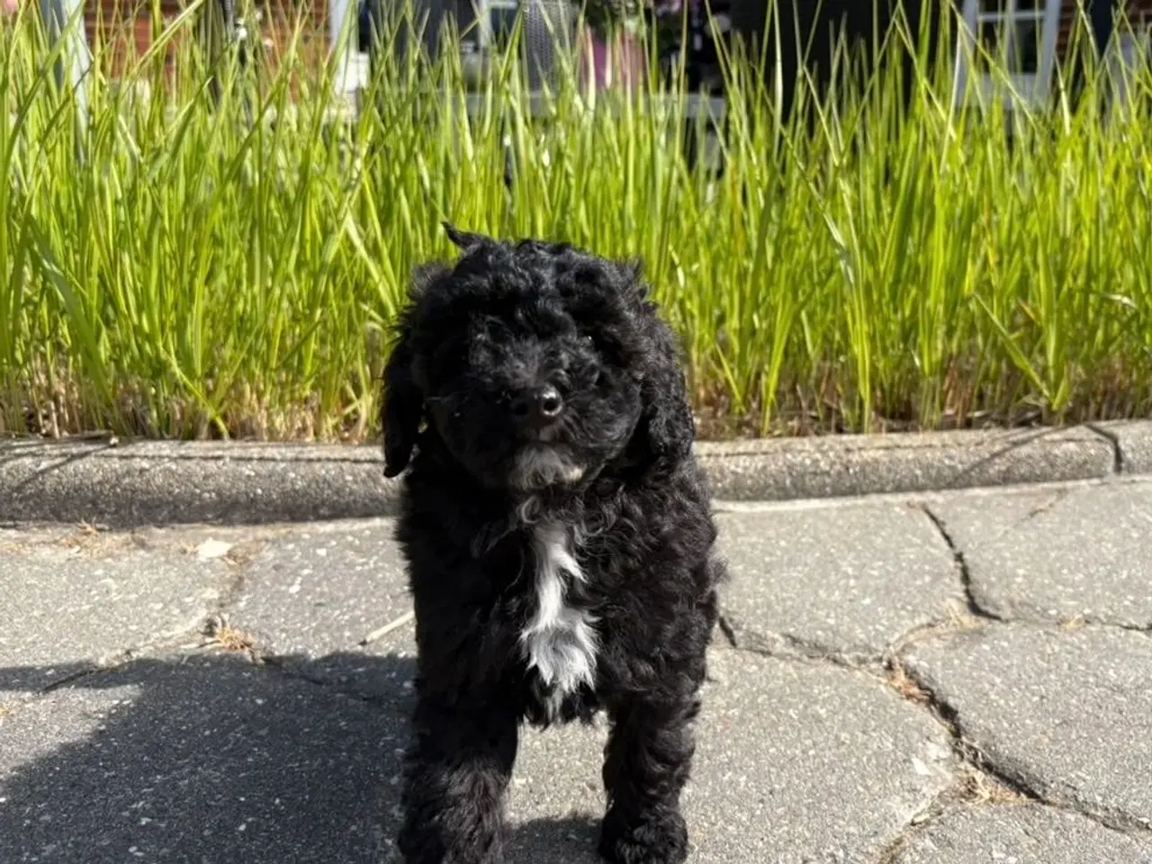 Billede 9 - Maltipoo-hvalpe med charme og krudt i halen!