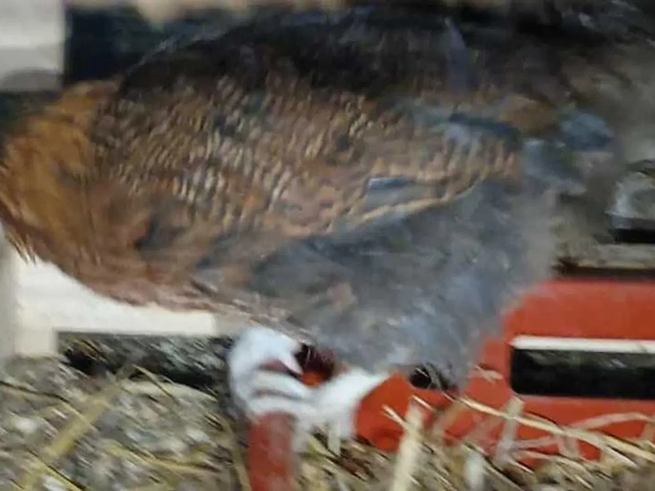 Billede 9 - Blænding race  Varmefri kyllinger  for Multi farve