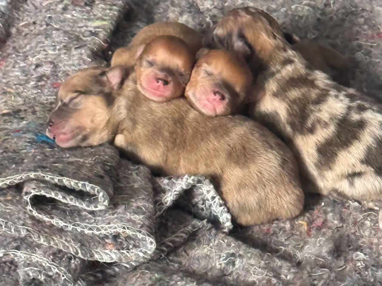 Billede 5 - Merle pomeranian