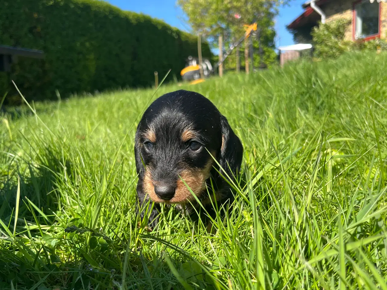 Billede 3 - Ruhåret Gravhund - hvalpe 4 uger