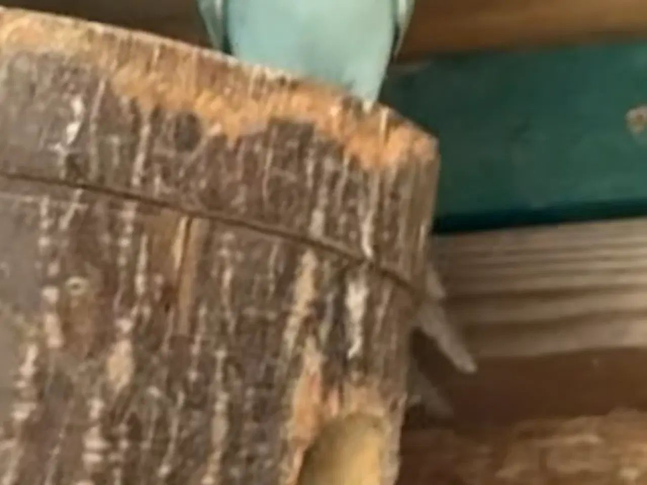 Billede 1 - Alexanderparakitter