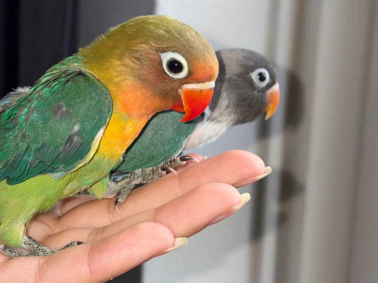 Billede 3 - Fugle Dværgpapegøje