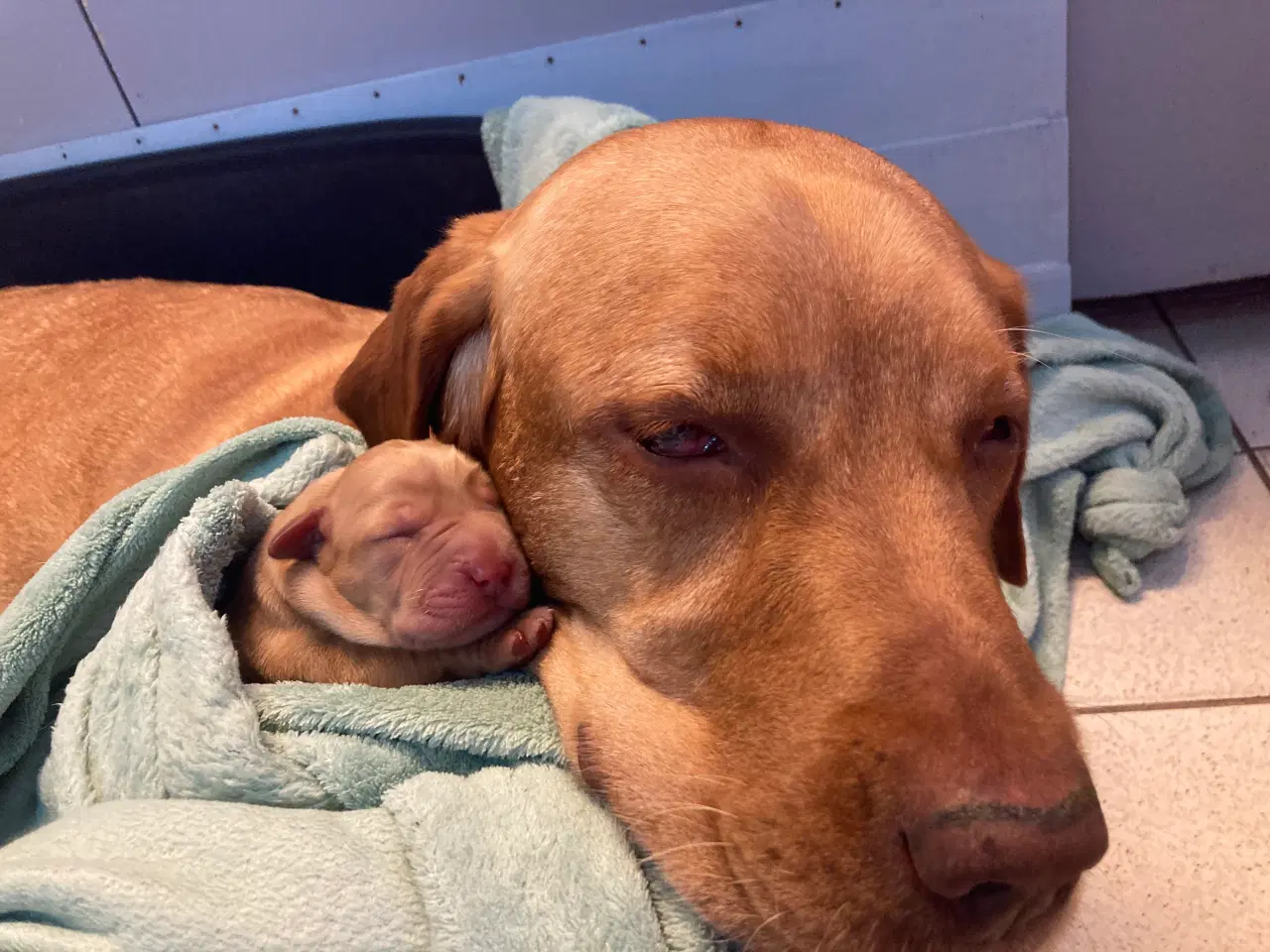 Billede 14 - Red Fox Labradorhvalpe