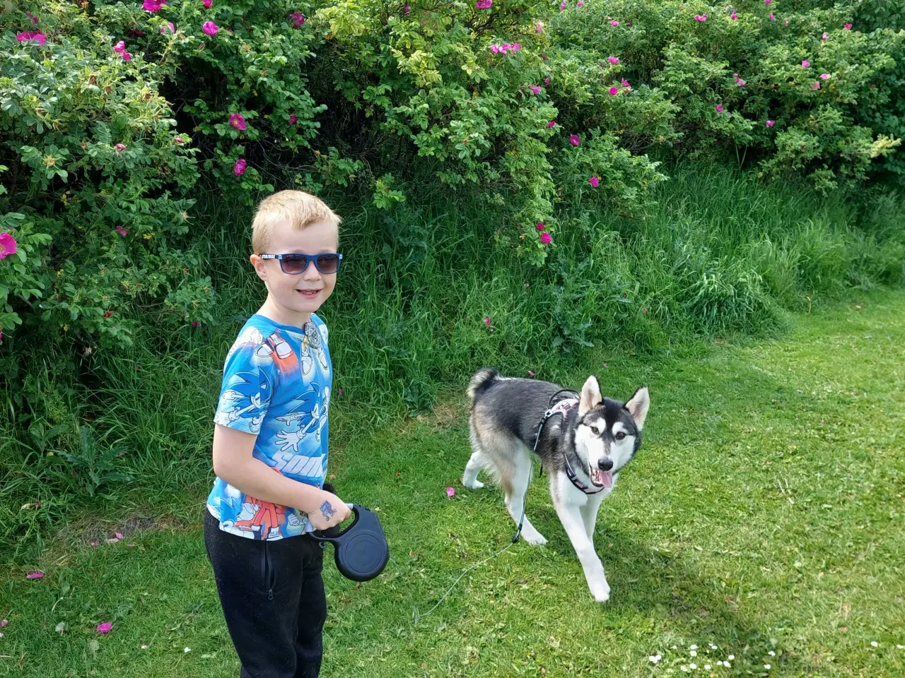 Billede 7 - Alaskan malamute hvalp 