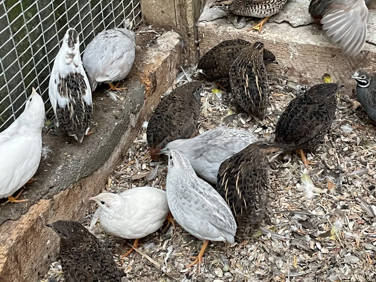 Billede 1 - Kinesiske dværgvagtler 