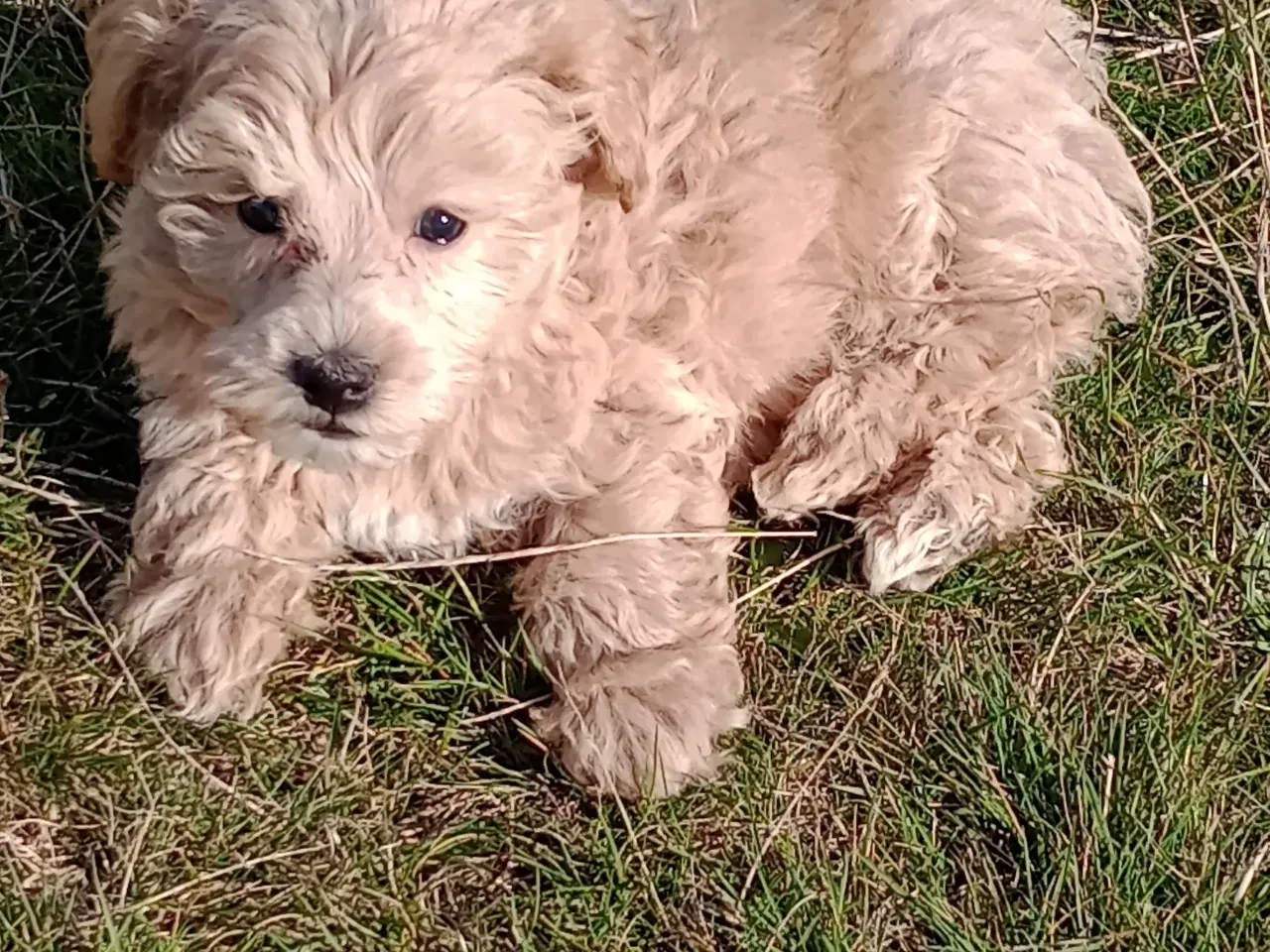 Billede 5 - Maltipoo hvalpe