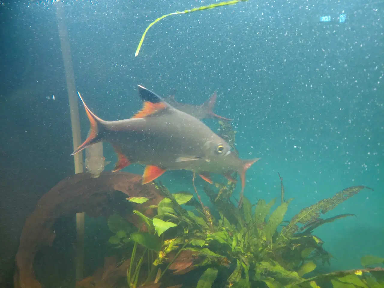 Billede 5 - Stor fisk 