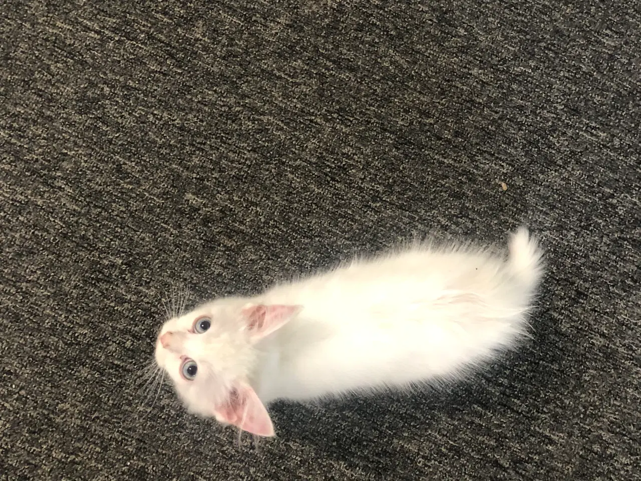 Billede 2 - Katte killinger til salg 