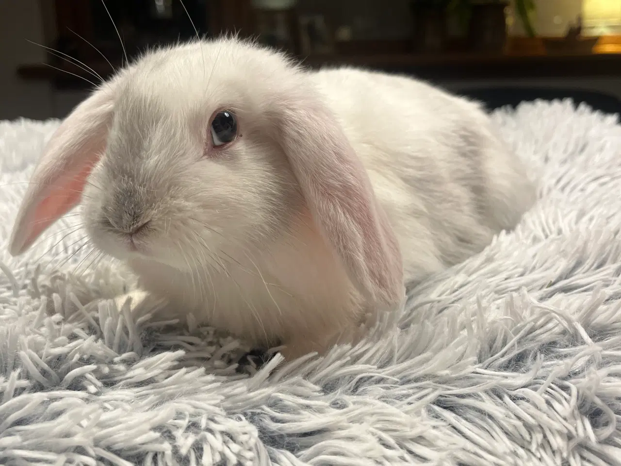 Billede 3 - Blandingskaniner - Fransk Vædder/Løvehoved