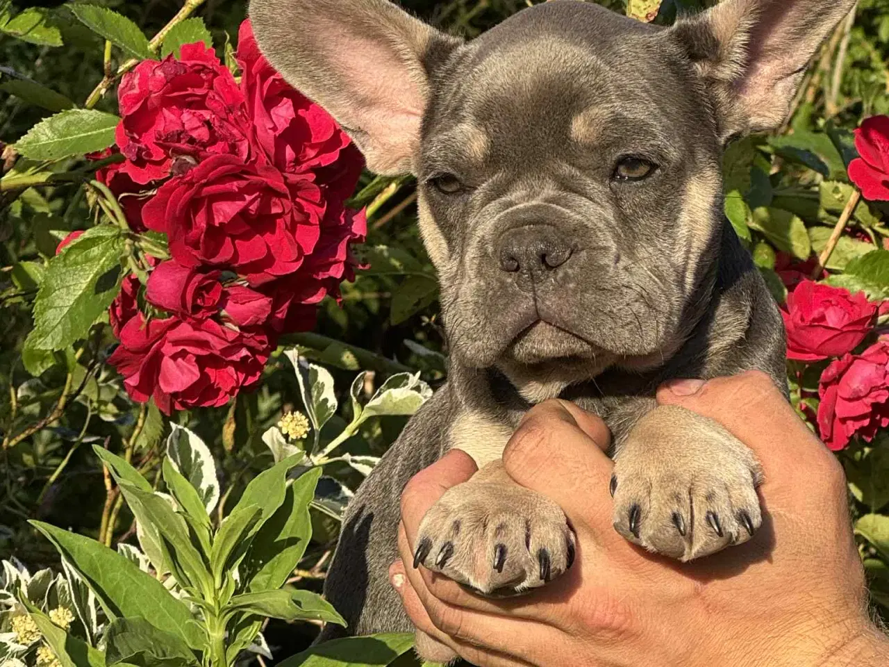 Billede 9 - Franske bulldog hvalpe