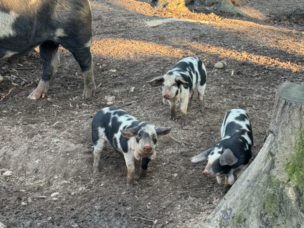 Billede 1 - Sort brogede landrace grise 