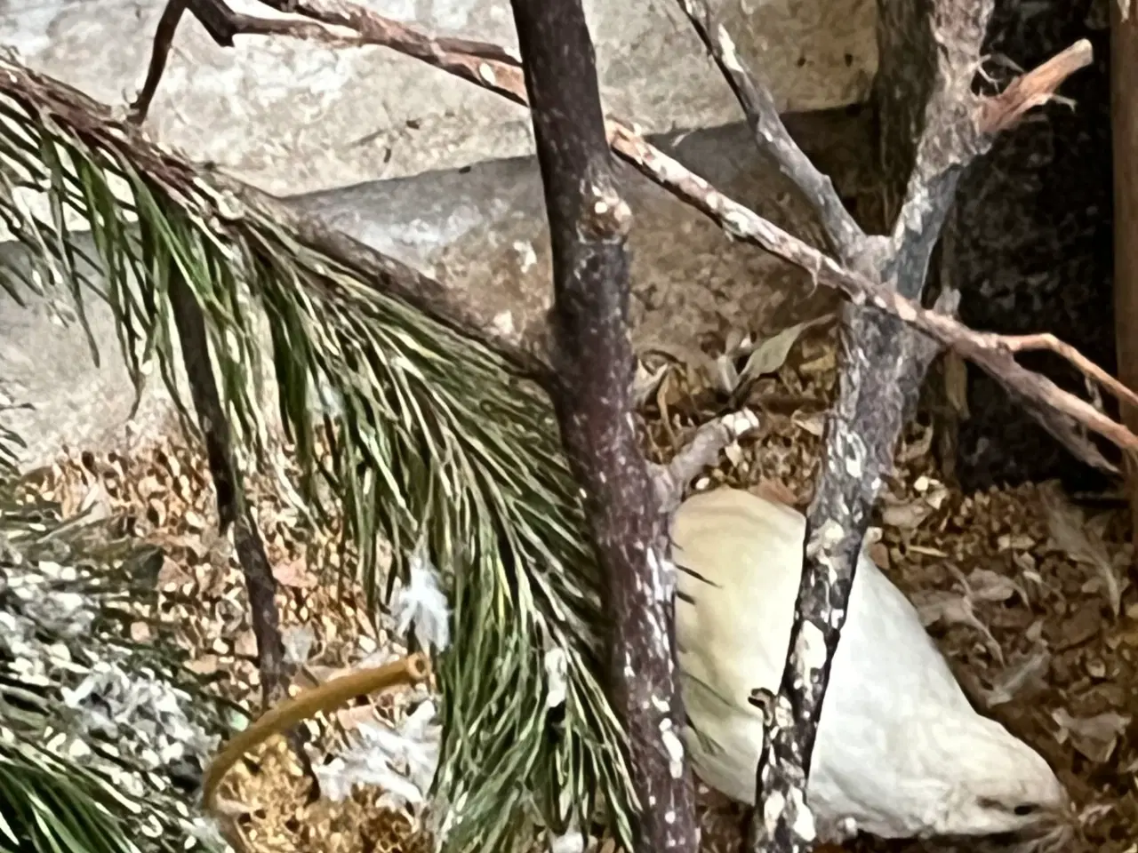 Billede 1 - Kiniske dværg vagtler