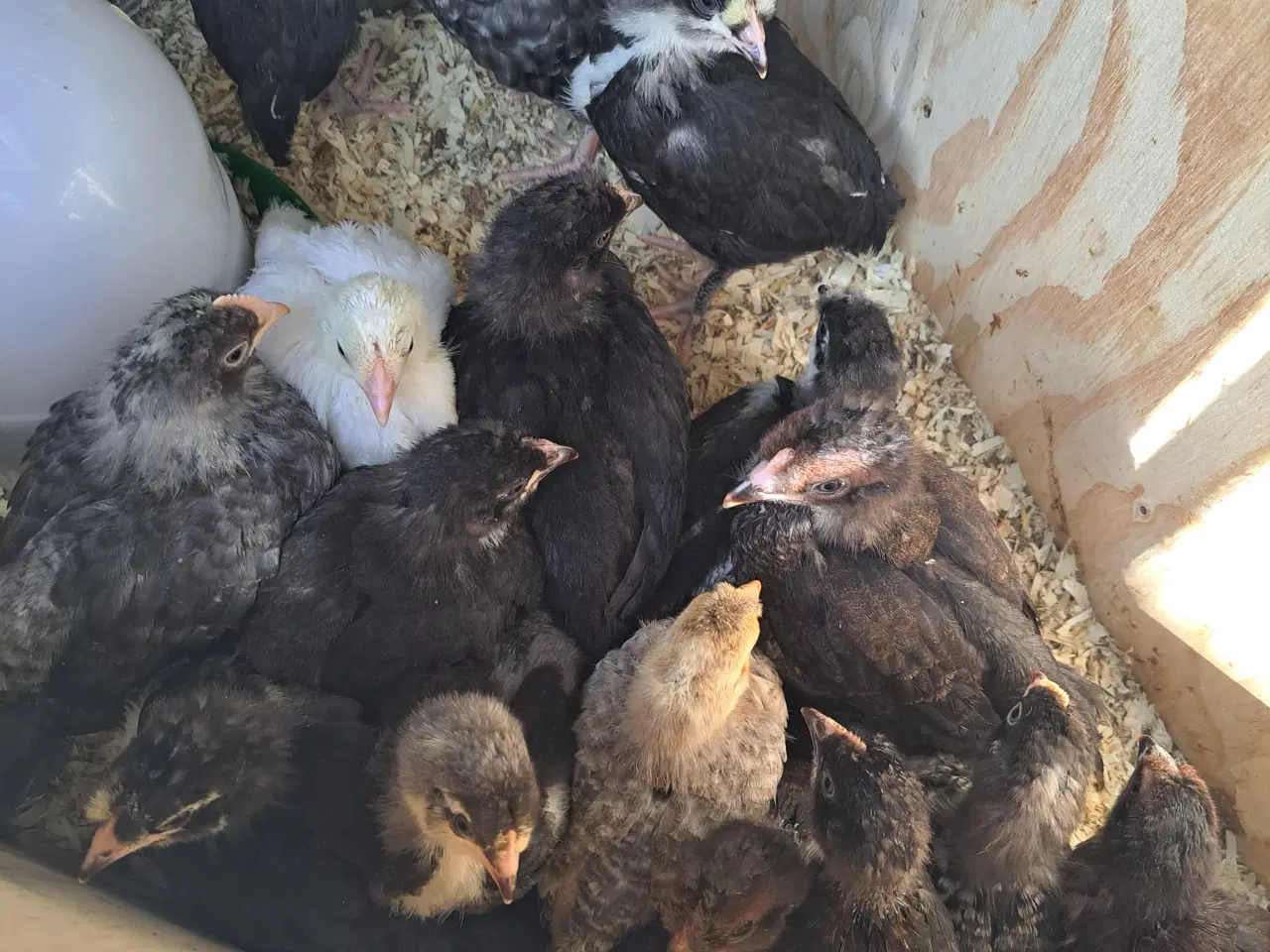 Billede 1 - Kyllinger fra påske sælges