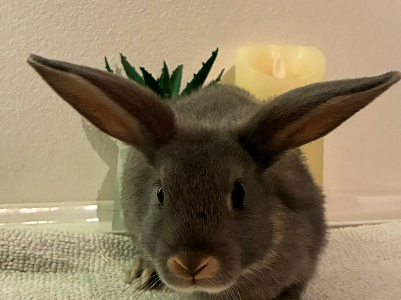 Billede 6 - Kanin unger til salg 