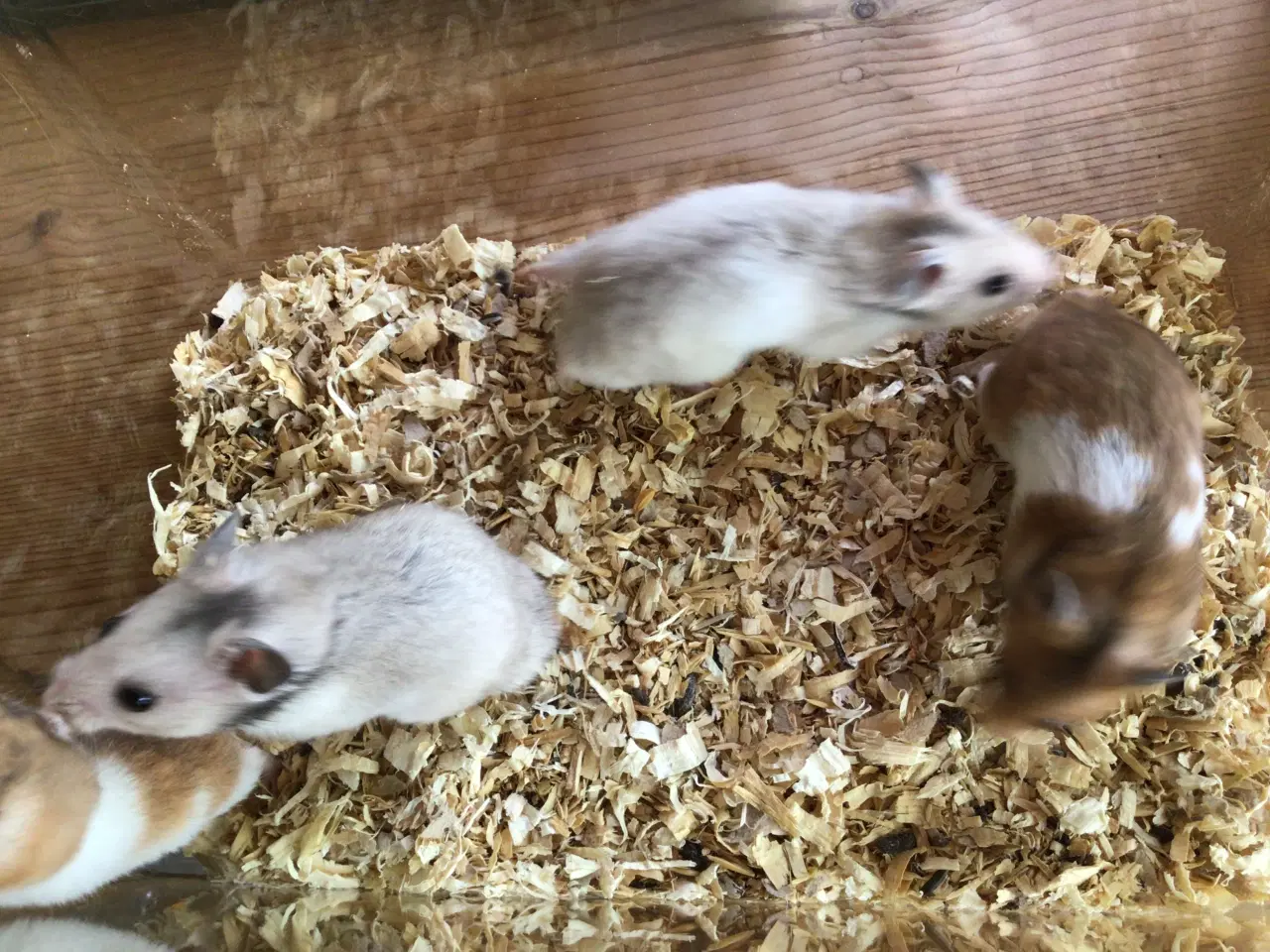 Billede 3 - Guldhamster 
