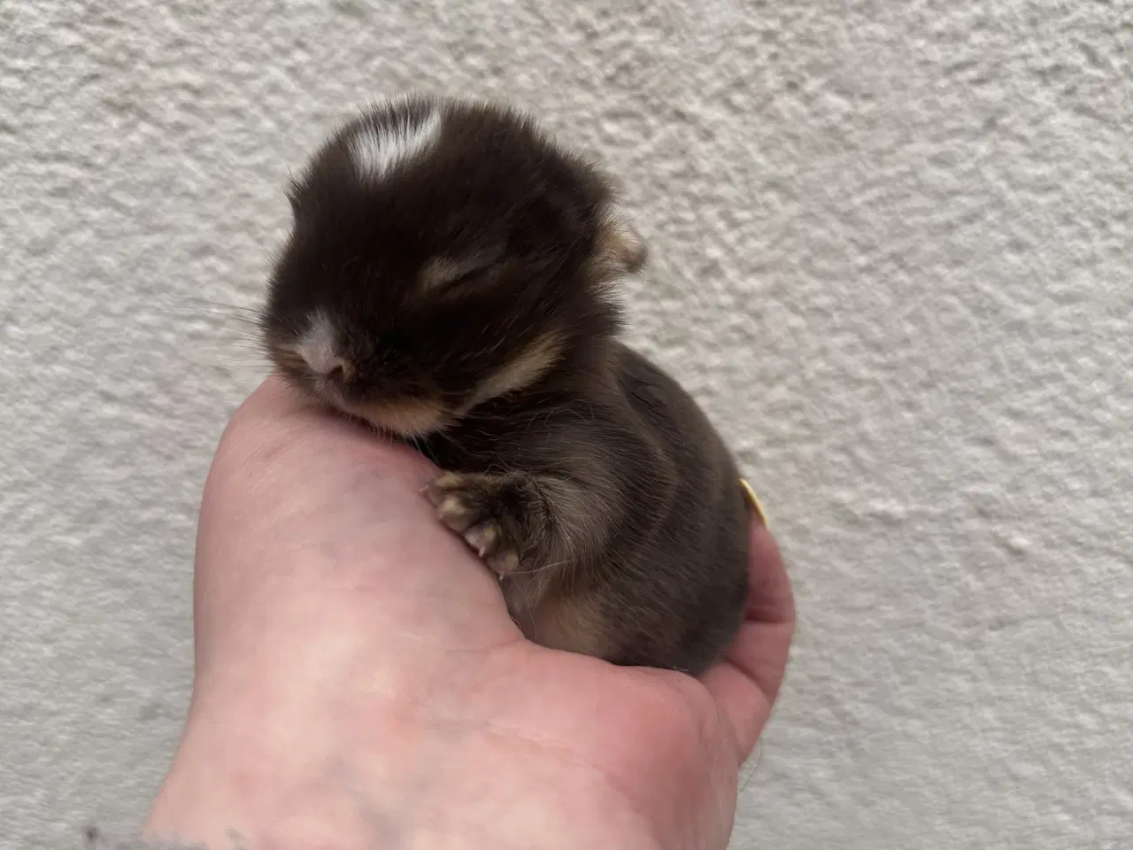 Billede 3 - Ægte minilop - DRENG - udlandsk 