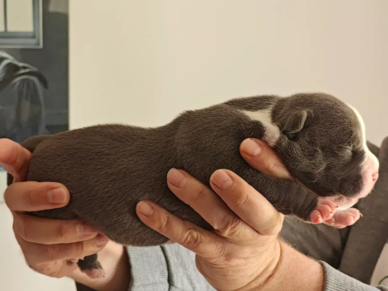 Billede 4 - American Bully hvalpe. 