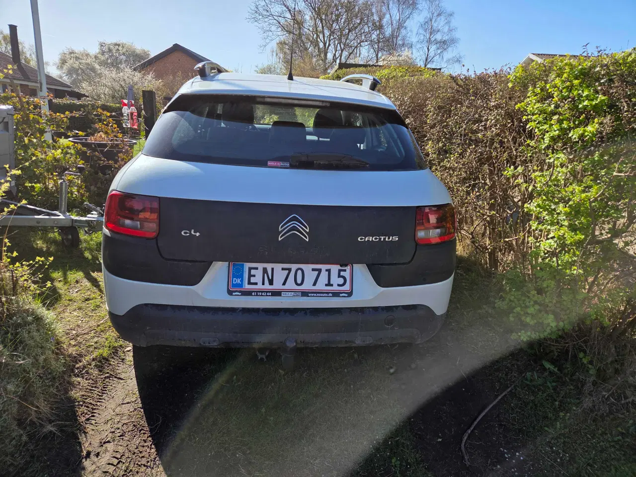 Billede 1 - Cactus billig