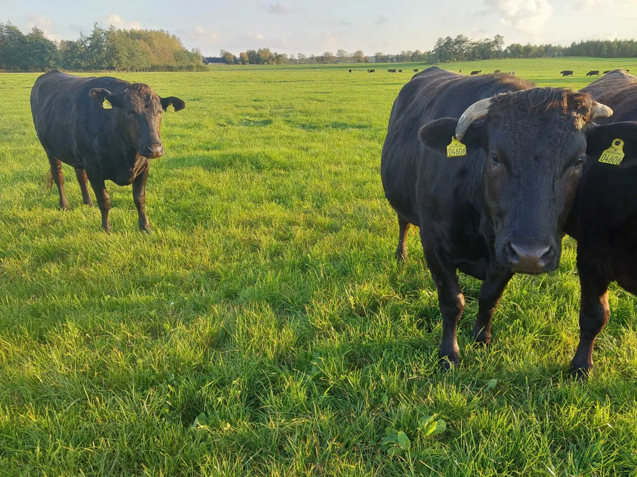 Billede 2 - Slagteklare renracede wagyu. 