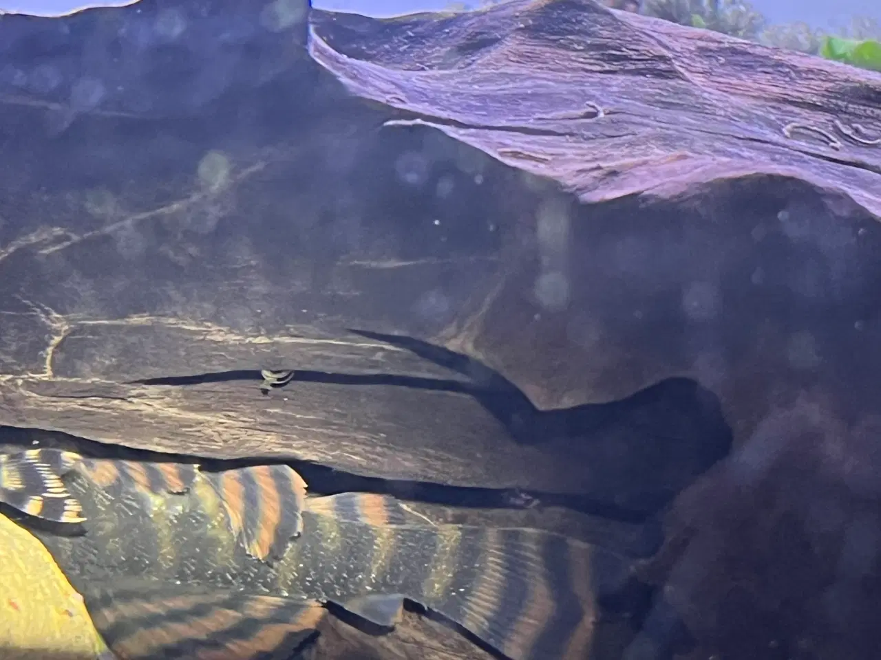 Billede 1 - L Maller 397