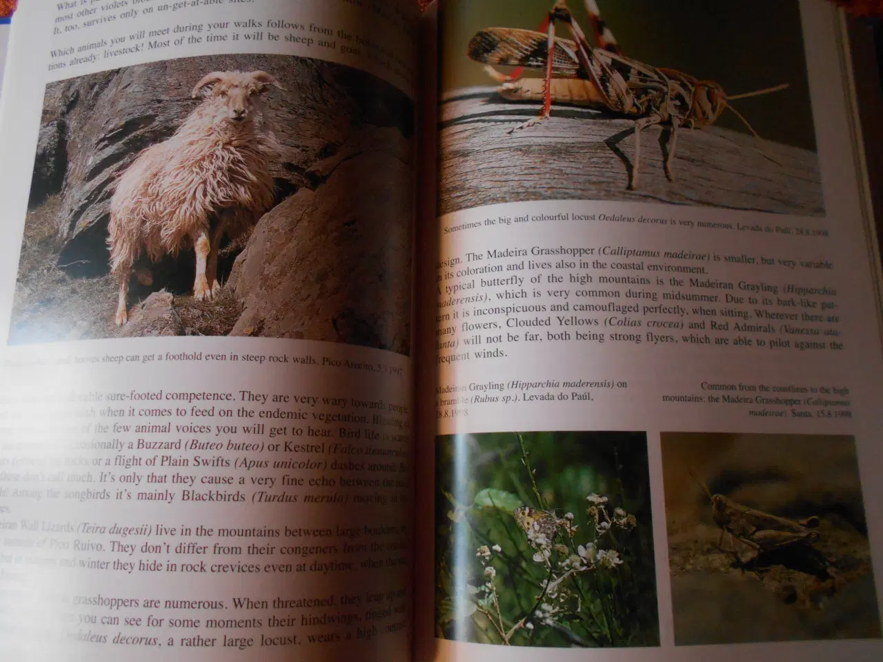 Billede 3 - Madeira's Natural History in a Nutshell,