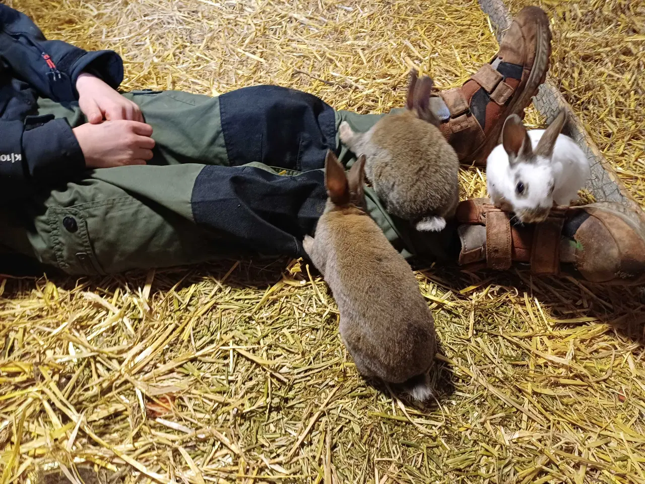 Billede 5 - Lille rex