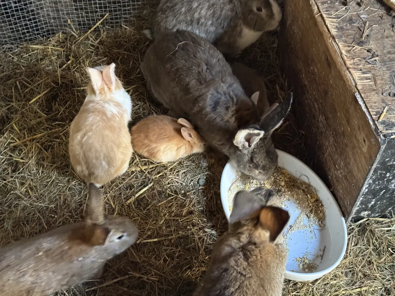 Billede 4 - Kaniner