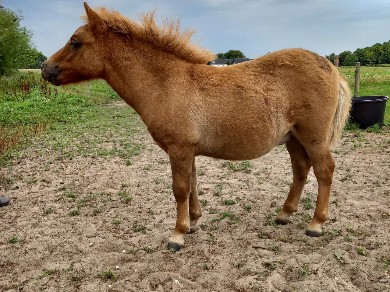Billede 10 - 2 dejlige shetlænder føl