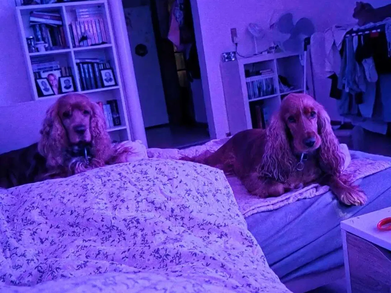 Billede 3 - Smukke Engelske Cocker Spaniel hvalpe