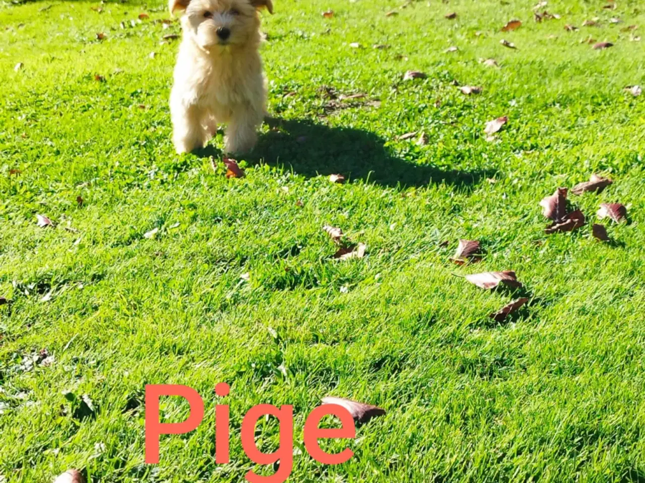 Billede 1 - Bichon Havanais hvalpe pige