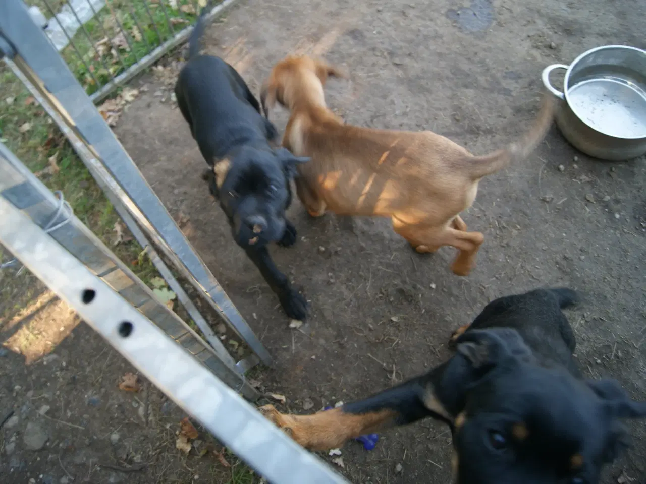 Billede 5 - 3 livlige og friske Cane Corso/ Rottweiler Hvalpe.