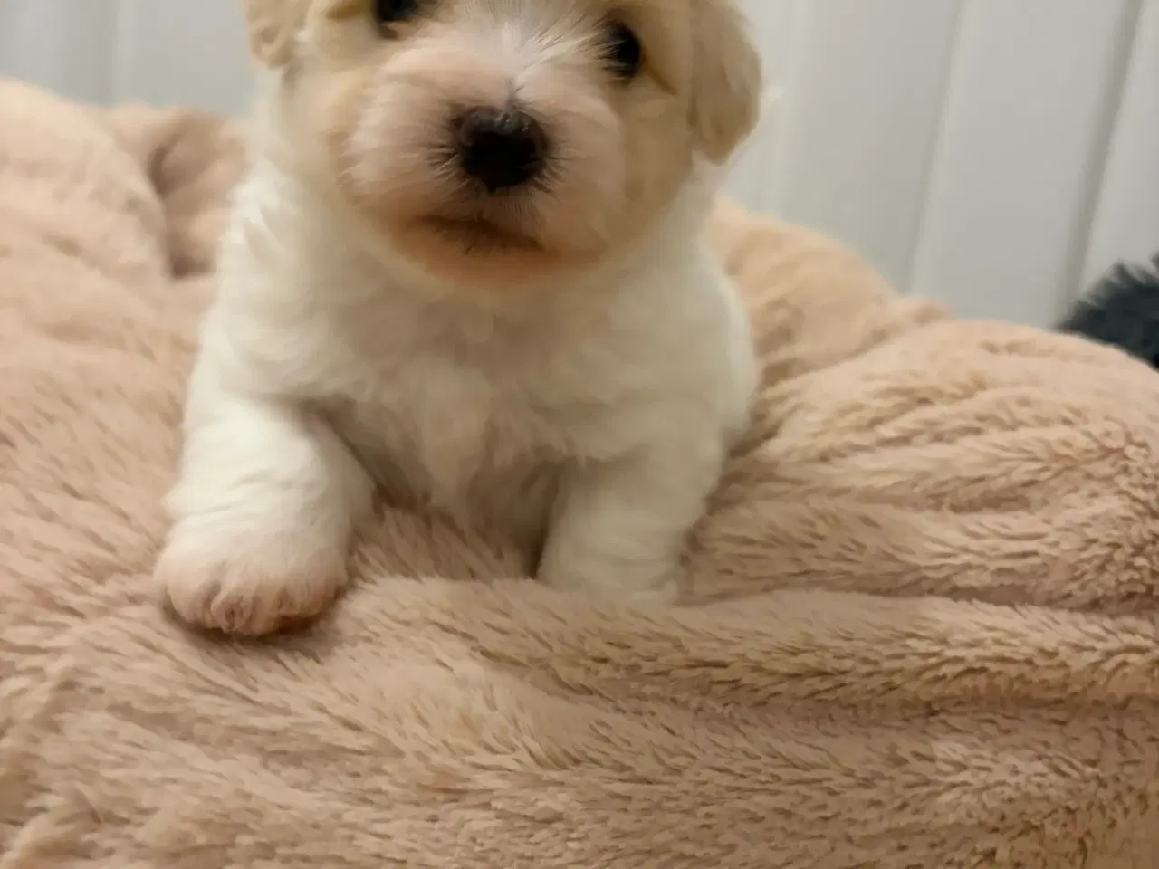 Billede 1 - Coton De Tulear - Super skøn hvalp