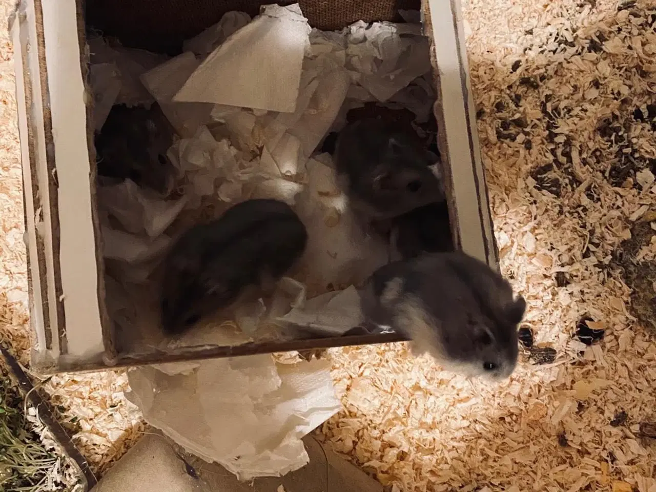 Billede 1 - 13 Hamster 