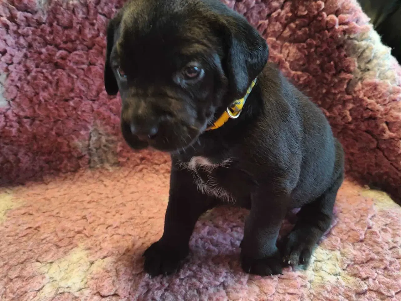 Billede 6 - Dejlige familie blandings basser