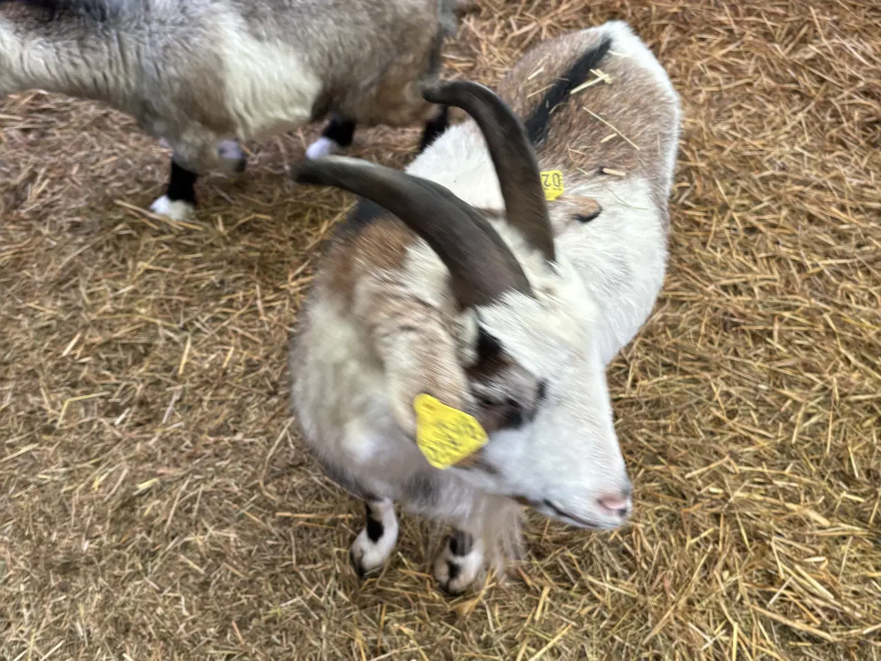 Billede 12 - Fire søde geder