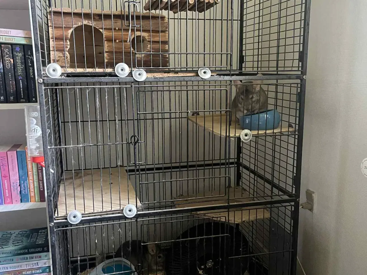 Billede 11 - Chinchilla med bur