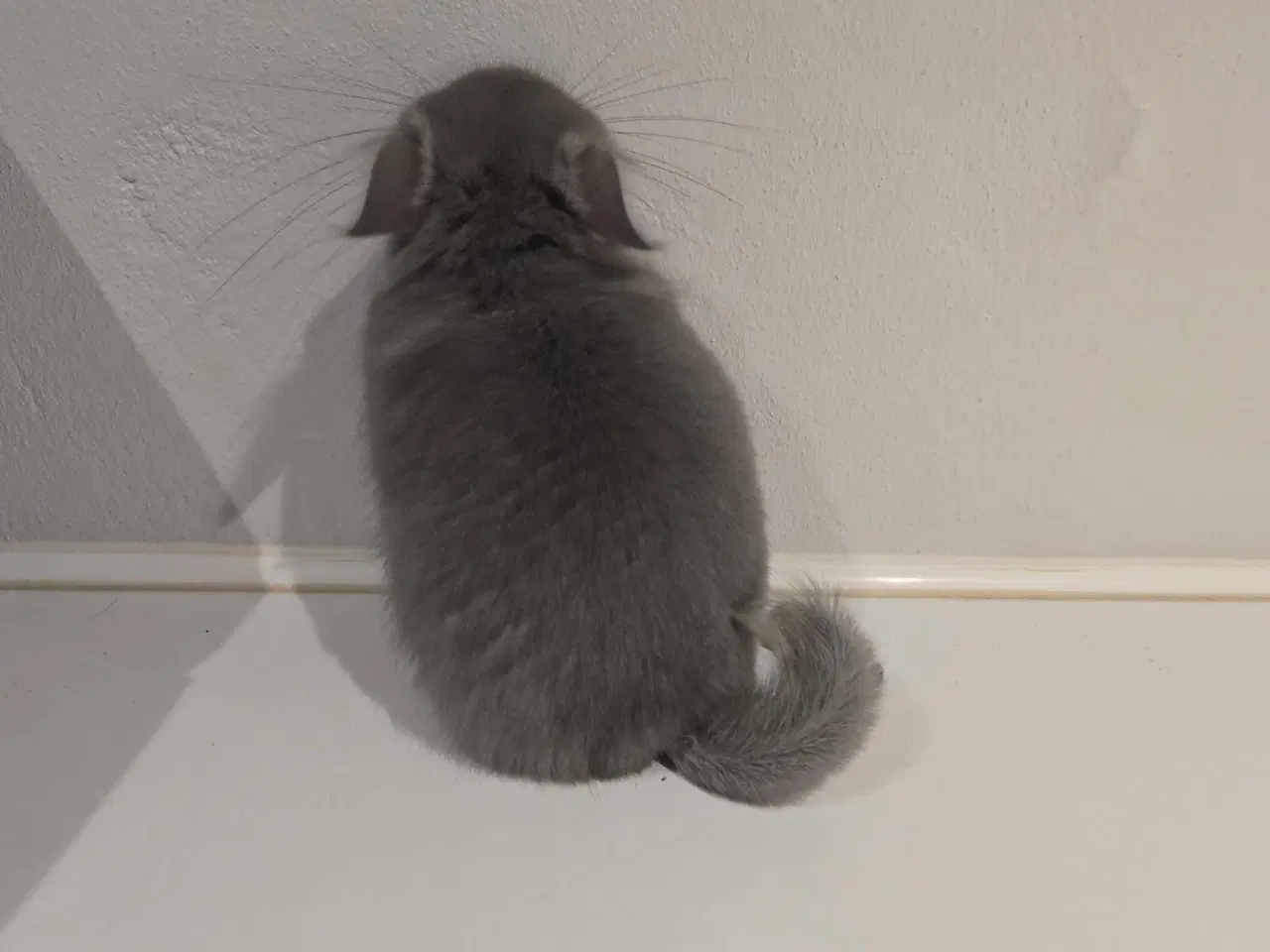 Billede 6 - Chinchilla Angora 