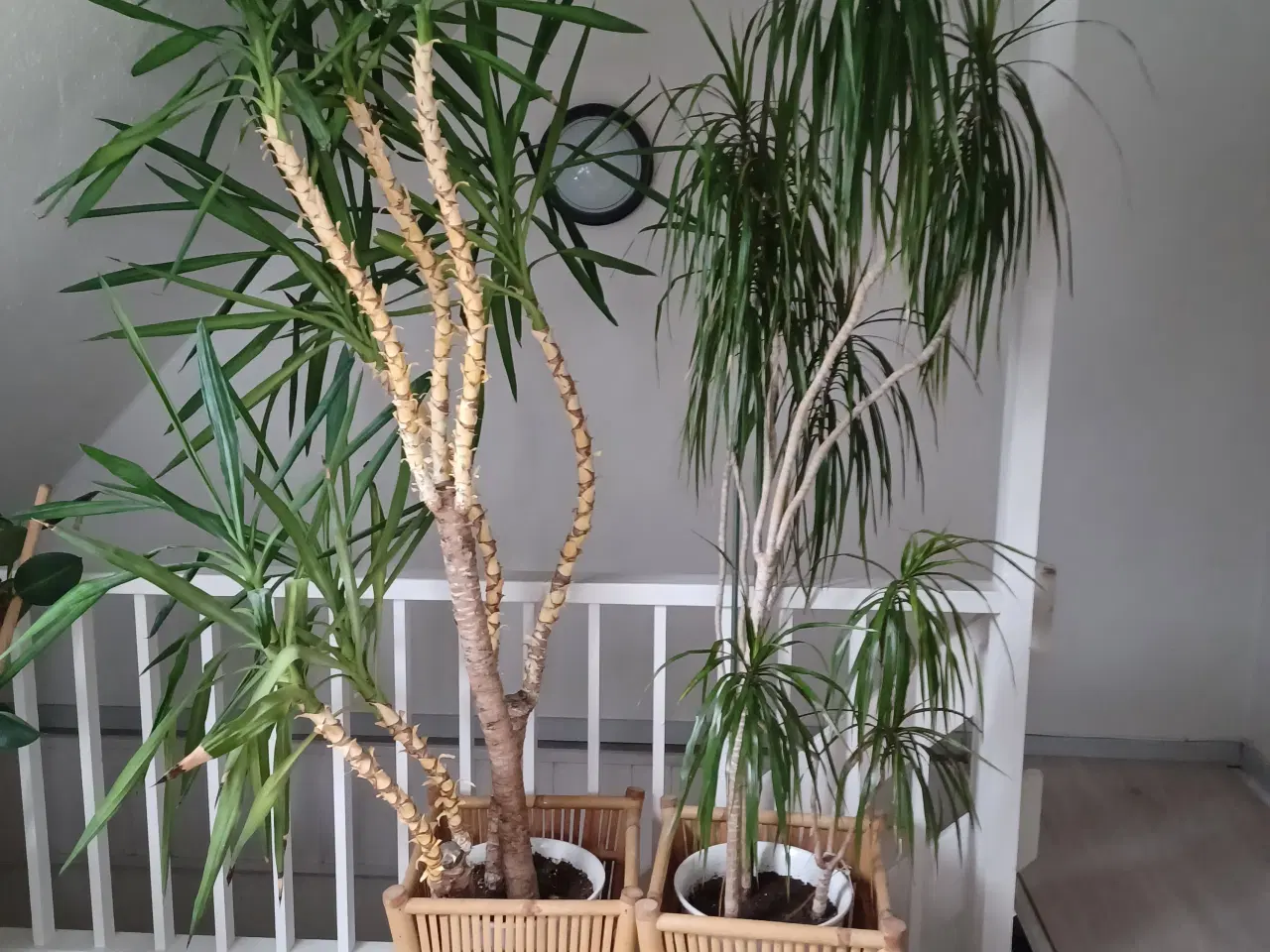 Billede 2 - 3 stk palmer gratis 
