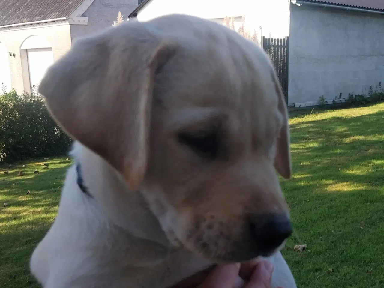 Billede 13 - Gule labrador hvalpe.