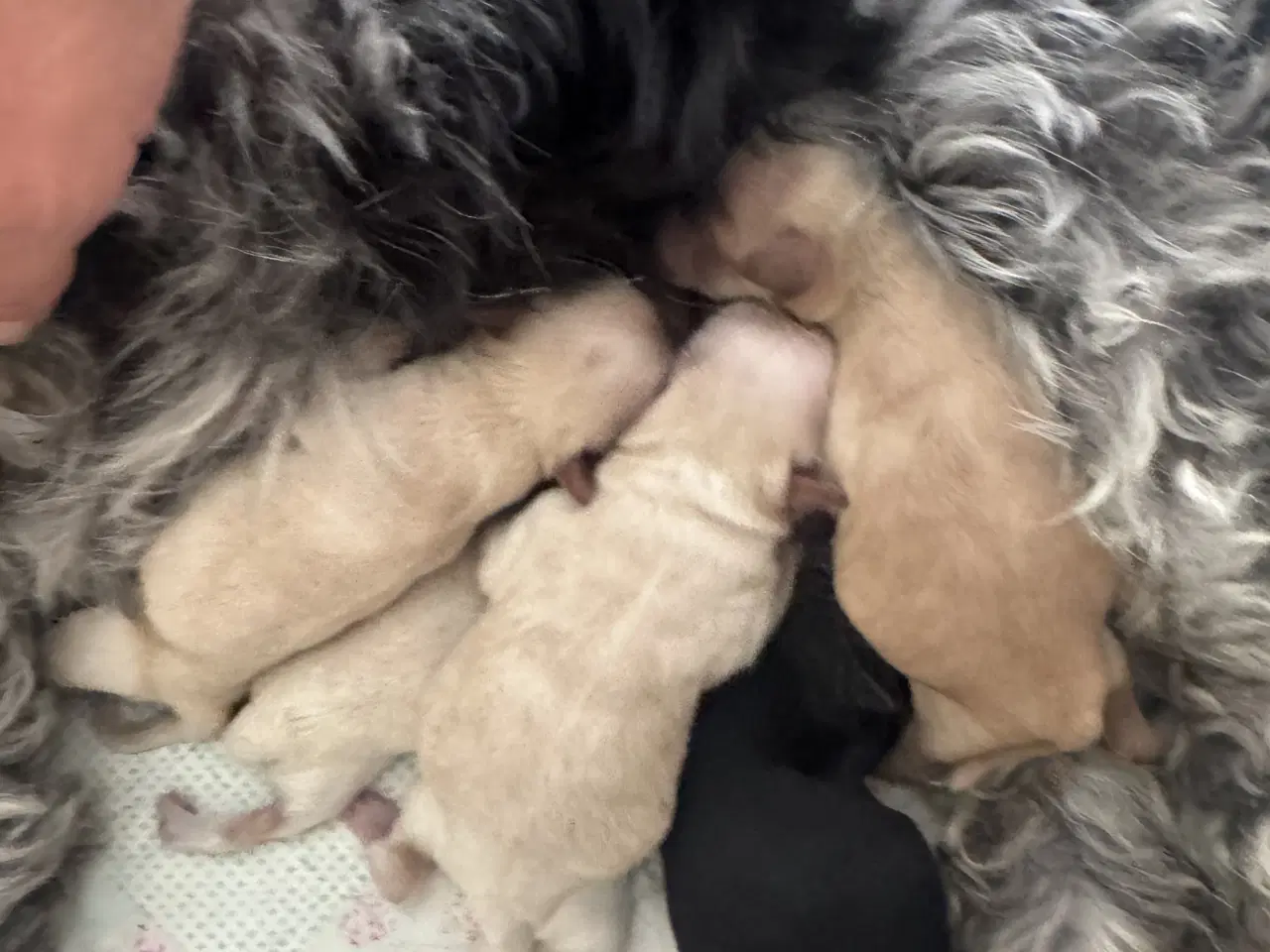 Billede 2 - 🐶Små Havapoo hvalpe til salg🐶