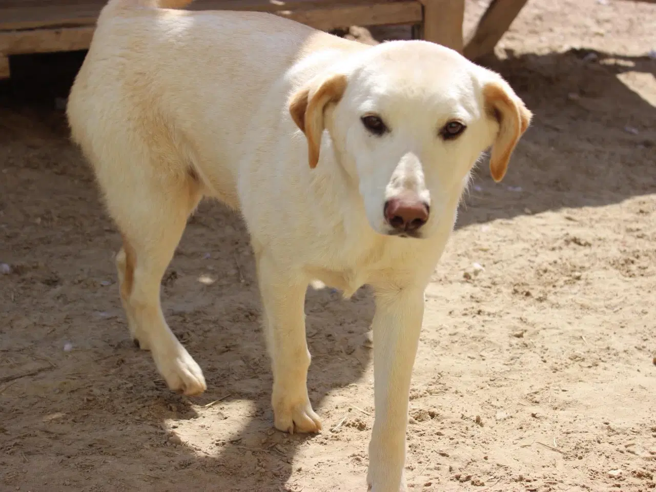 Billede 2 - Buster søger familie. 