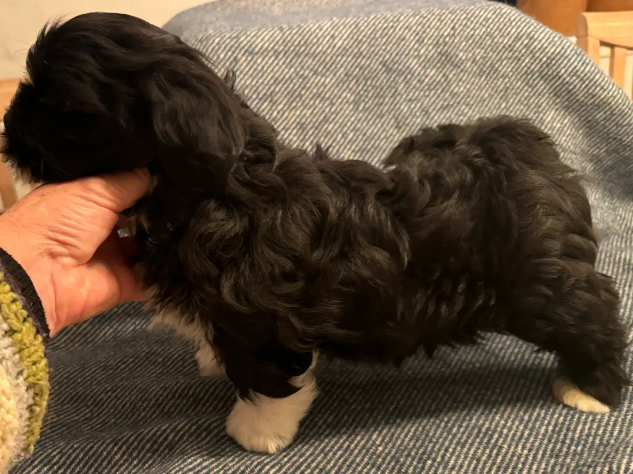 Billede 4 - Lhasa Apso m/DKK